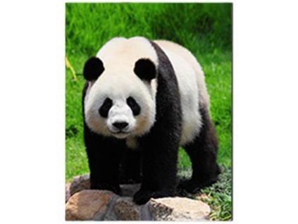 MAGNET 3D 65x82MM 552 PANDA X