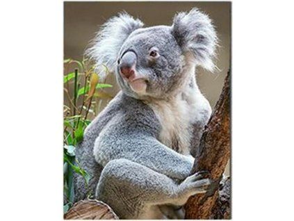 MAGNET 3D 22046 KOALA 555